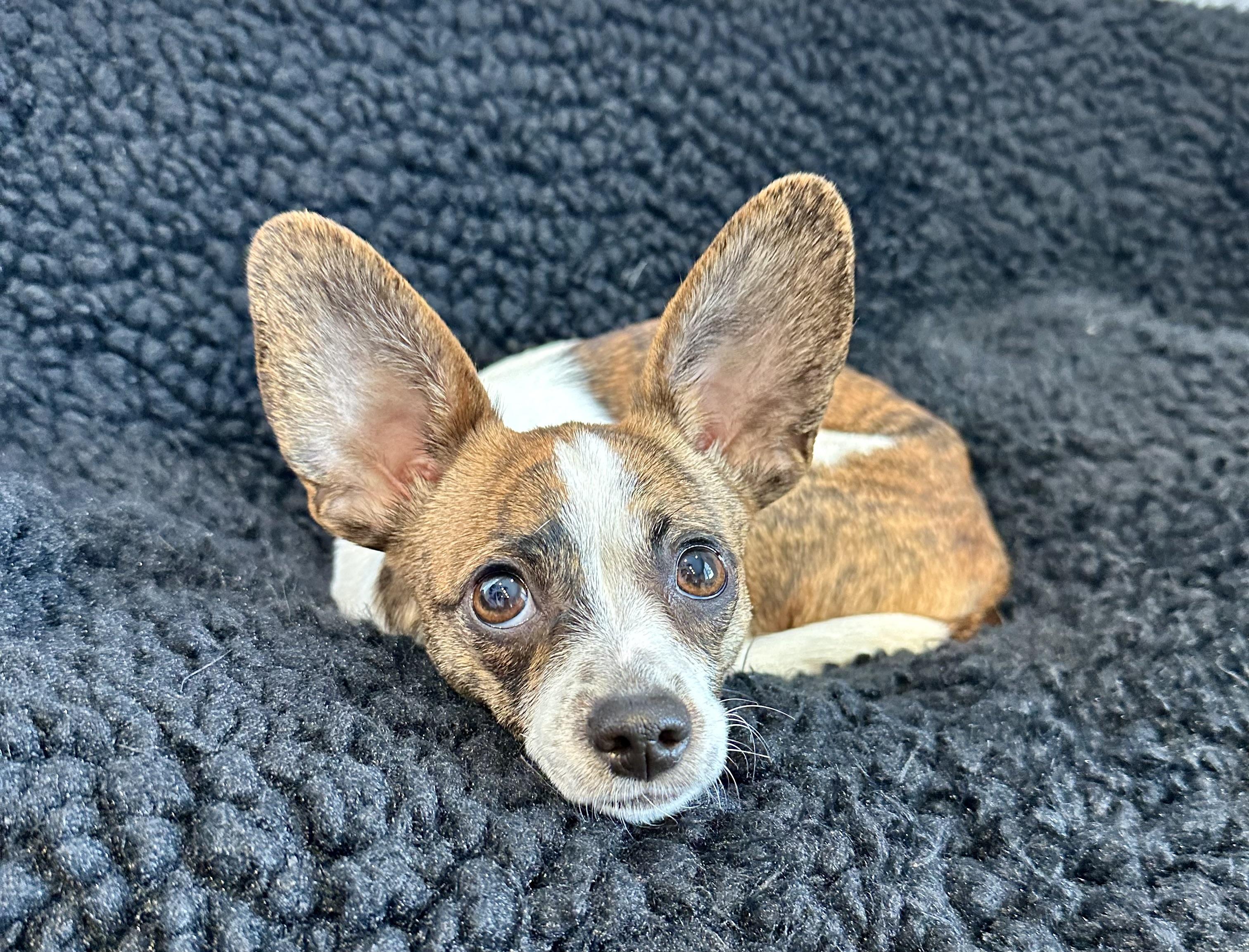 Enlarge Fern, an adopted mixed breed in Lawrenceville, GA image 2/4