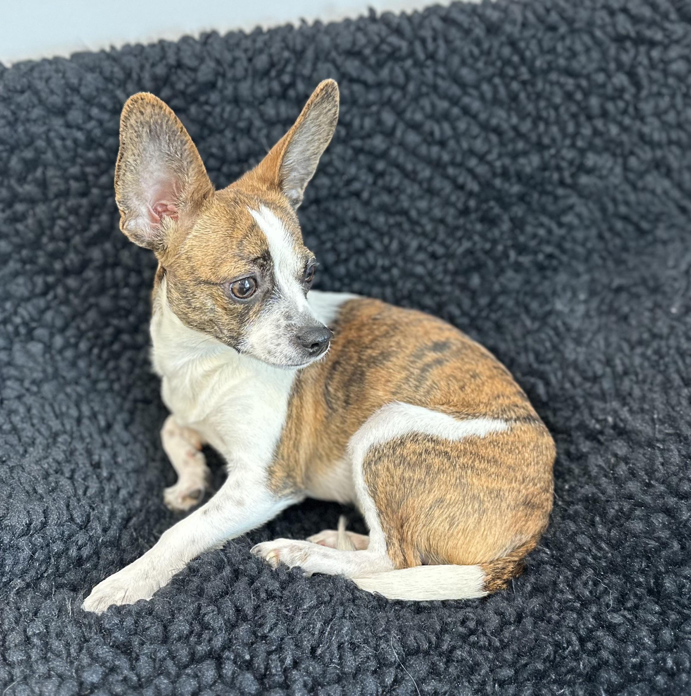 Enlarge Fern, an adopted mixed breed in Lawrenceville, GA image 3/4