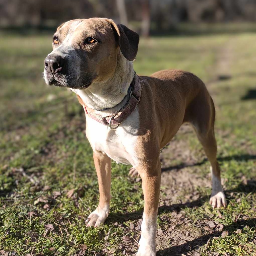 Enlarge Dancer, a Adoptable mixed breed in Burleson, TX image 10/12