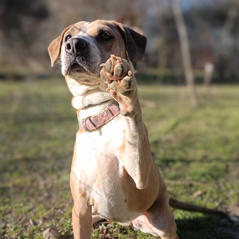 Enlarge Dancer, a Adoptable mixed breed in Burleson, TX image 1/12