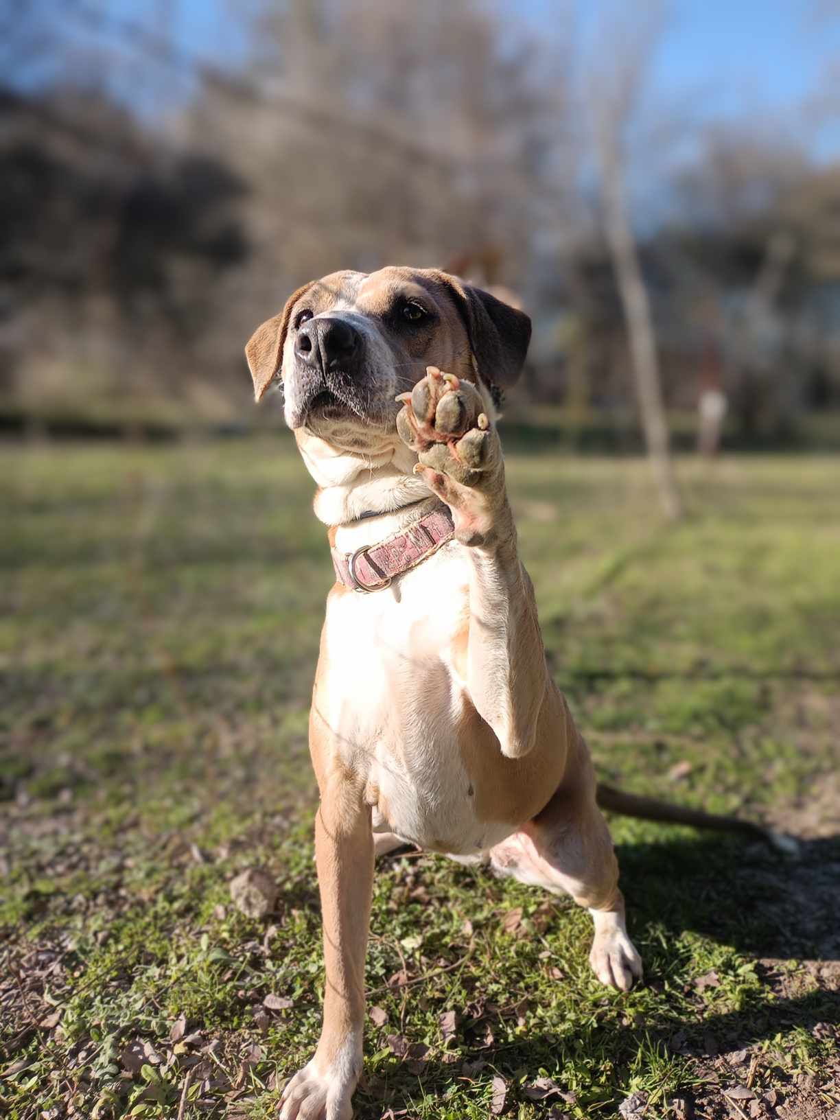 Enlarge Dancer, a Adoptable American Staffordshire Terrier in Kempner, TX image 1/12
