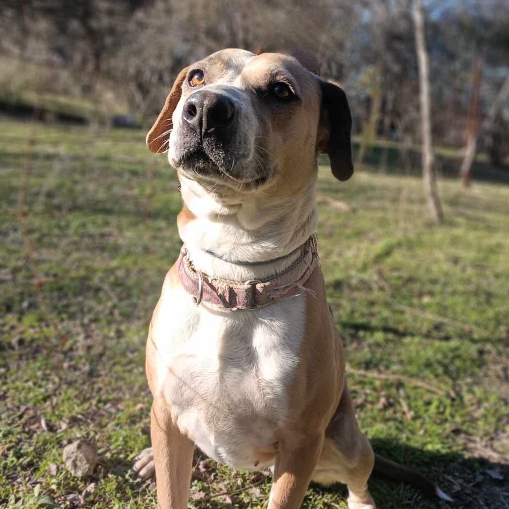 Enlarge Dancer, a Adoptable mixed breed in Burleson, TX image 12/12