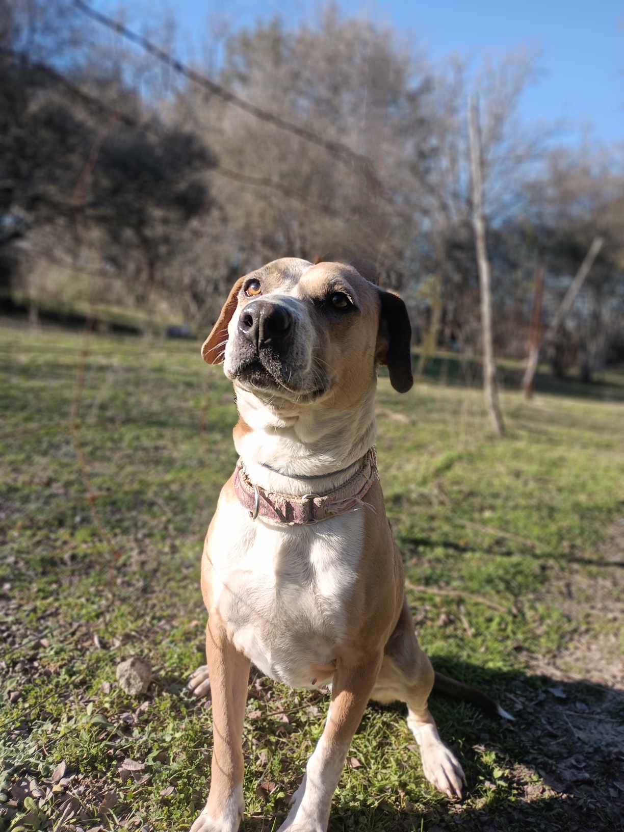 Enlarge Dancer, a Adoptable American Staffordshire Terrier in Kempner, TX image 12/12
