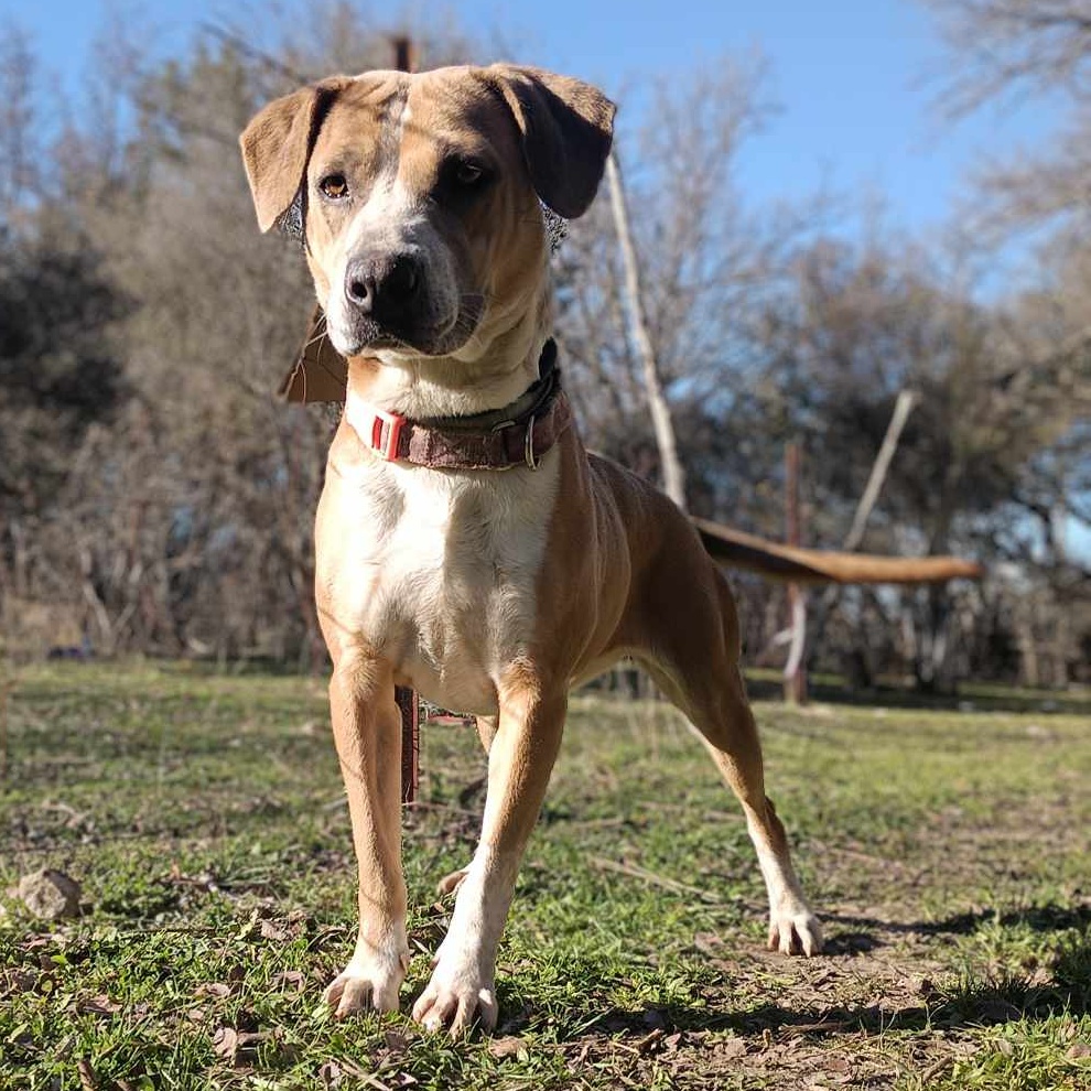 Enlarge Dancer, a Adoptable mixed breed in Burleson, TX image 11/12