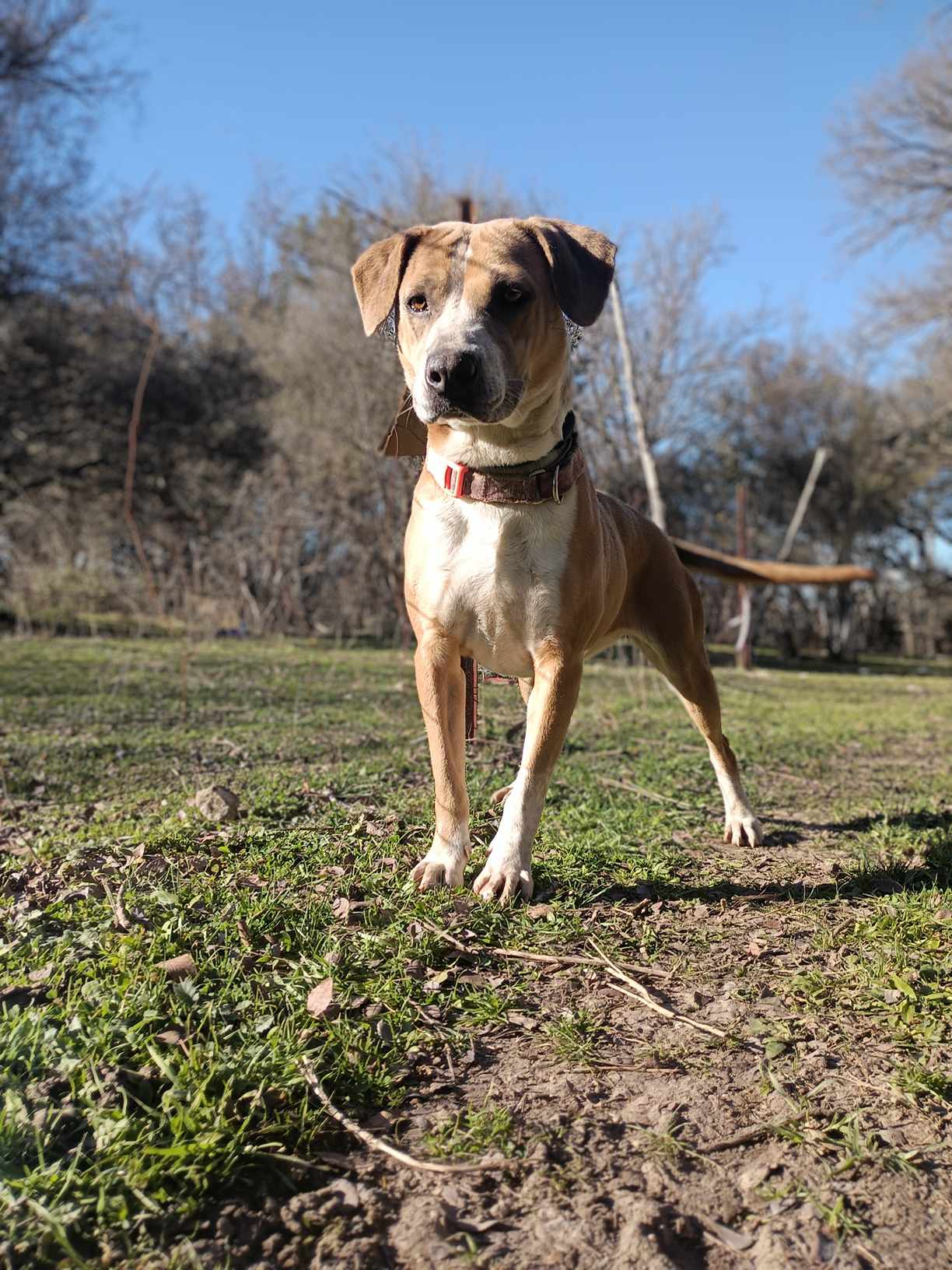 Enlarge Dancer, a Adoptable American Staffordshire Terrier in Kempner, TX image 11/12