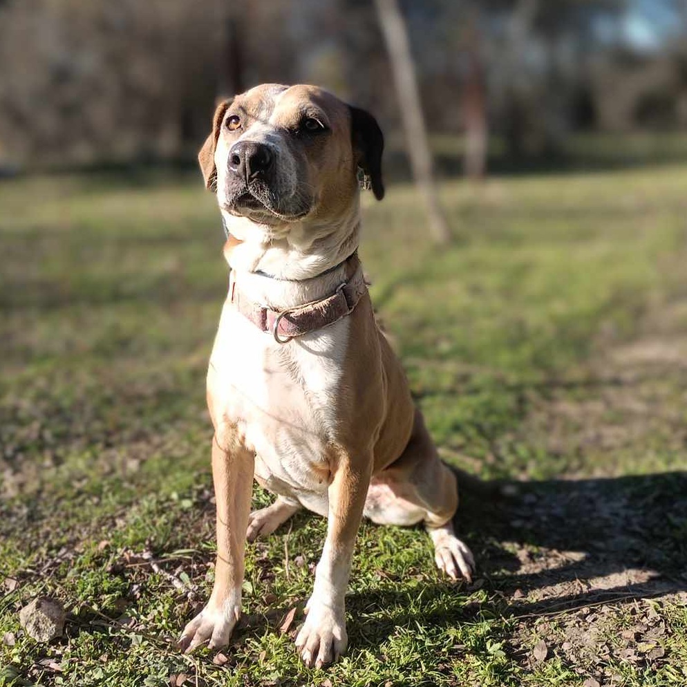 Enlarge Dancer, a Adoptable mixed breed in Burleson, TX image 8/12