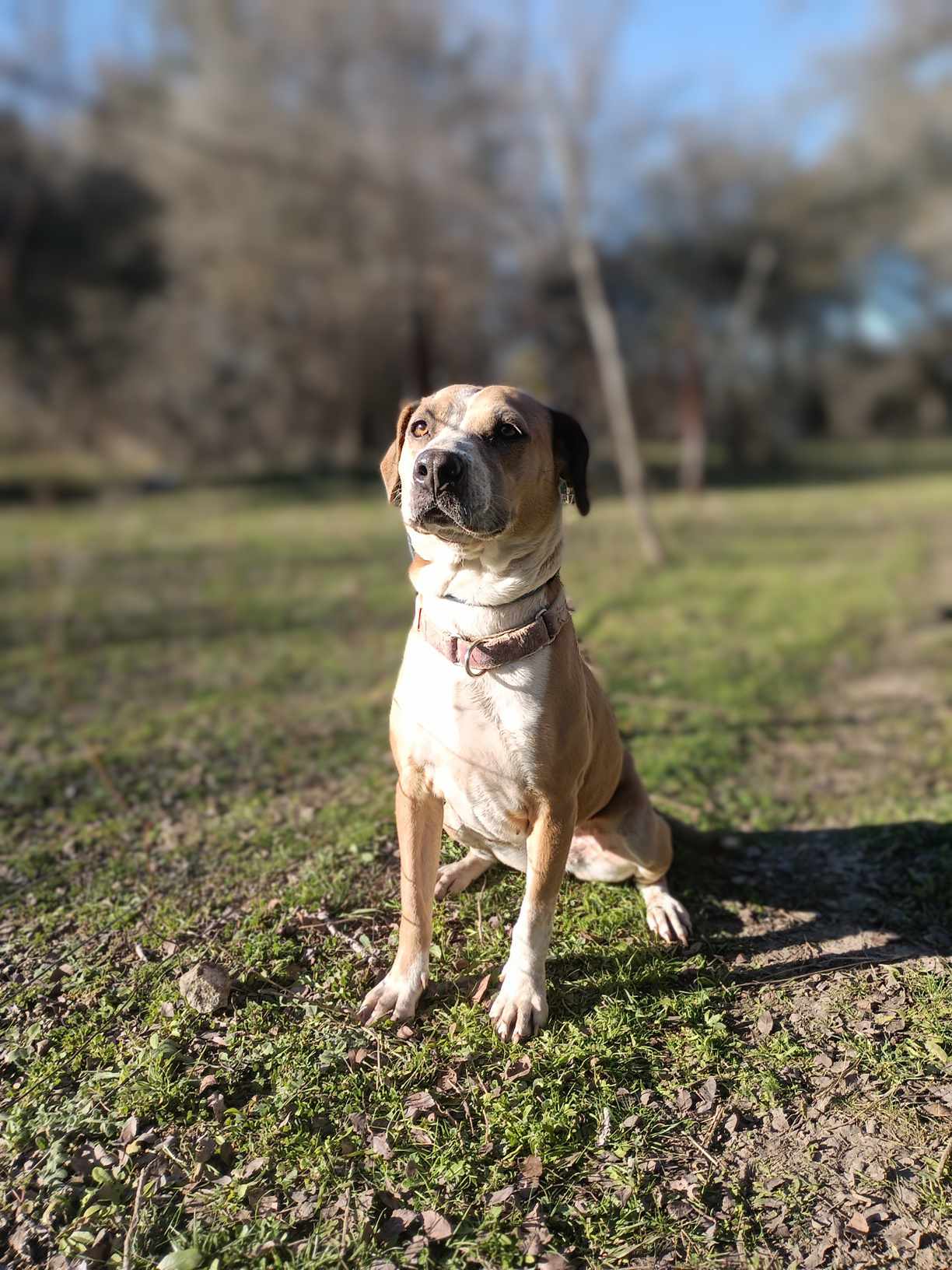 Enlarge Dancer, a Adoptable American Staffordshire Terrier in Kempner, TX image 8/12