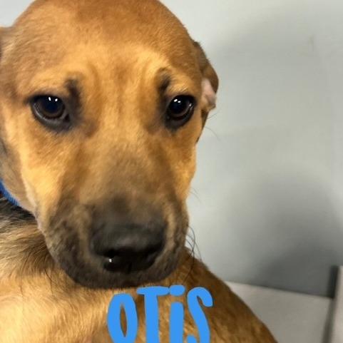Otis, Adoptable, Young Male Mixed Breed.