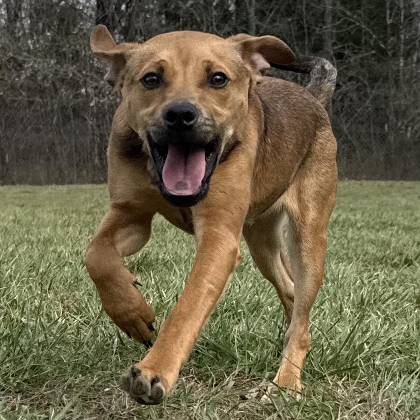 Enlarge Otis, a Adoptable Mixed Breed in Kansas City, MO image 3/6