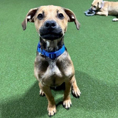 Enlarge Otis, a Adoptable Mixed Breed in Kansas City, MO image 3/5