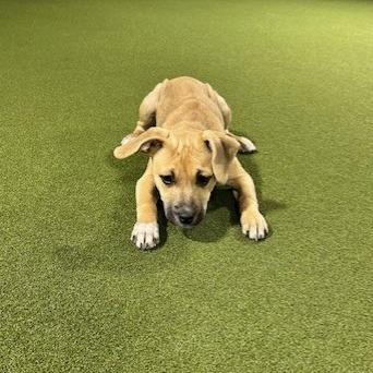 Enlarge Otis, a Adoptable Mixed Breed in Kansas City, MO image 5/5