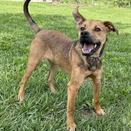 Enlarge Otis, a Adoptable Mixed Breed in Kansas City, MO image 5/5