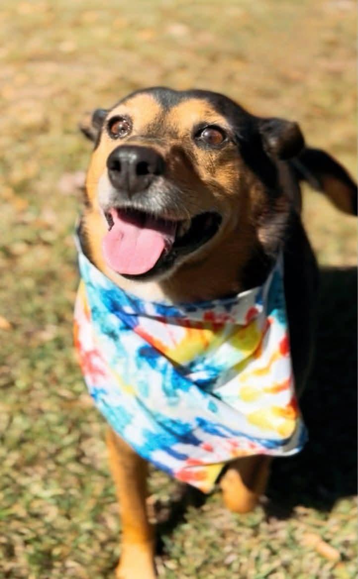 Sparky, a Adoptable Mixed Breed in Carthage, MS image 2/6