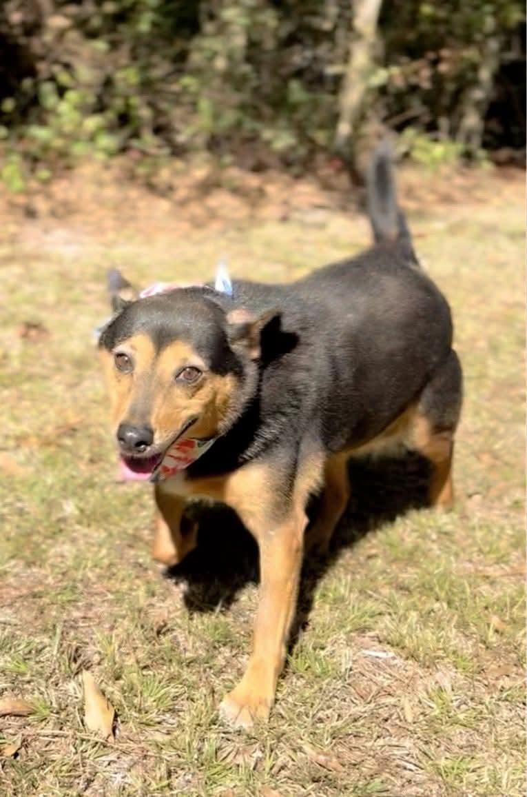 Sparky, a Adoptable Mixed Breed in Carthage, MS image 3/6