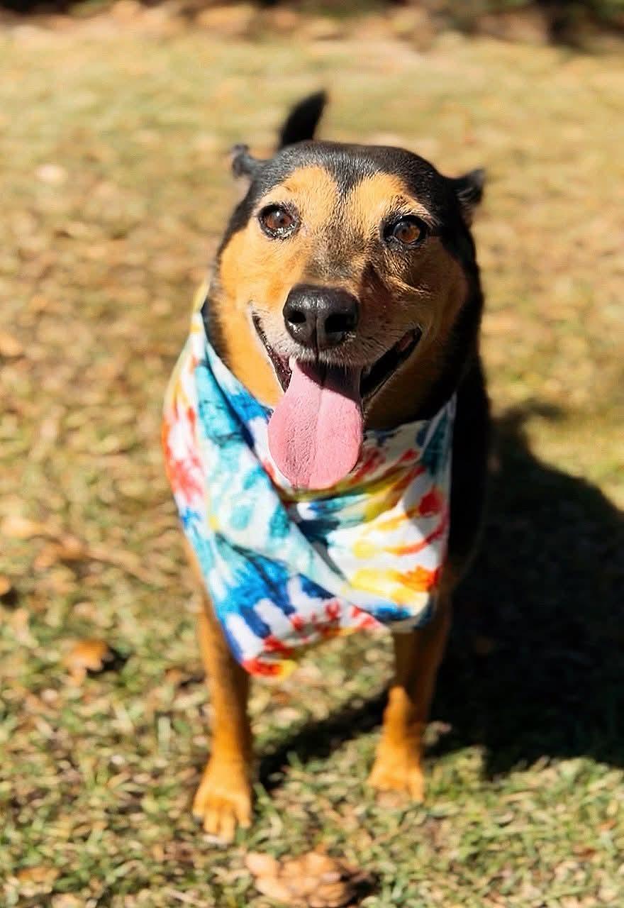 Sparky, a Adoptable Mixed Breed in Carthage, MS image 4/6