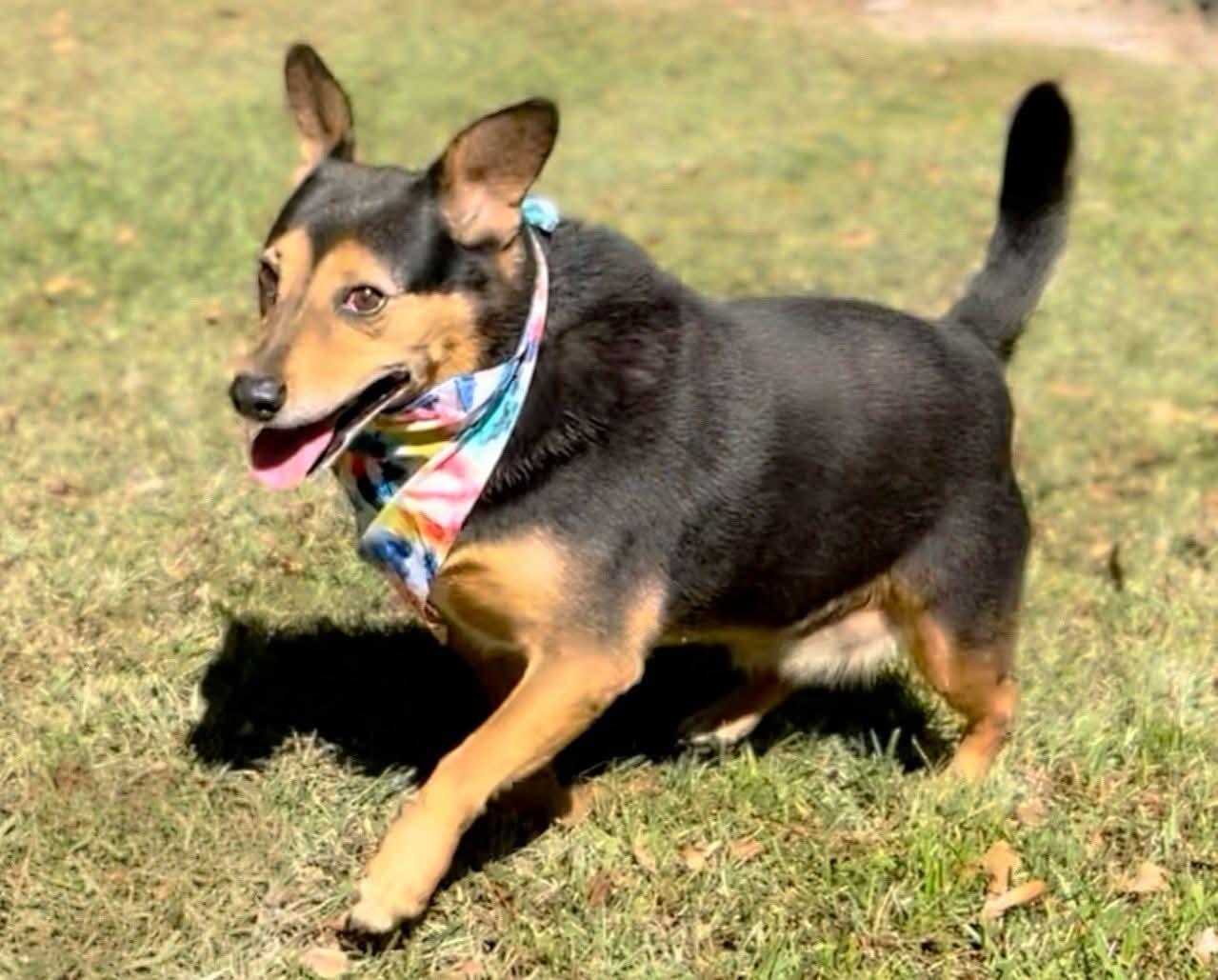 Sparky, Adoptable, Adult Male Mixed Breed.