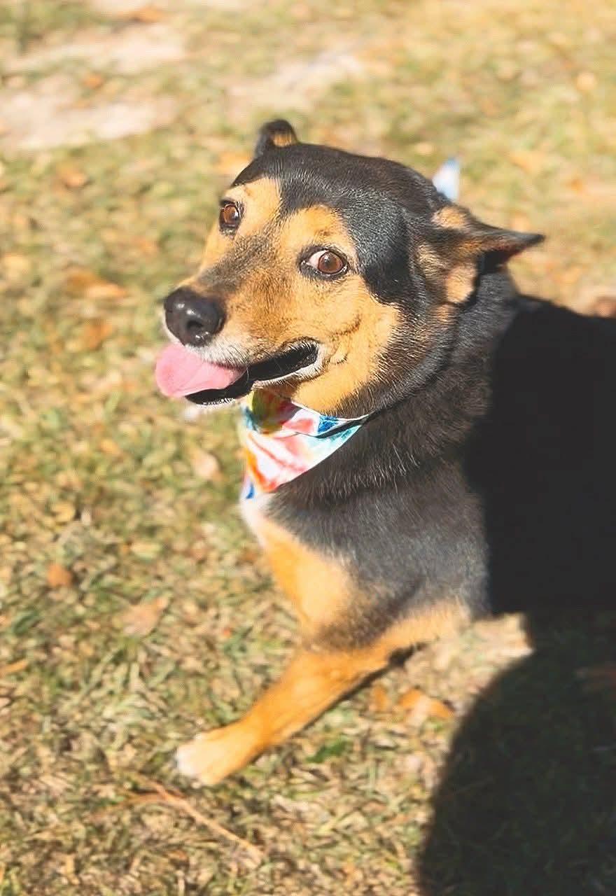Sparky, a Adoptable Mixed Breed in Carthage, MS image 6/6