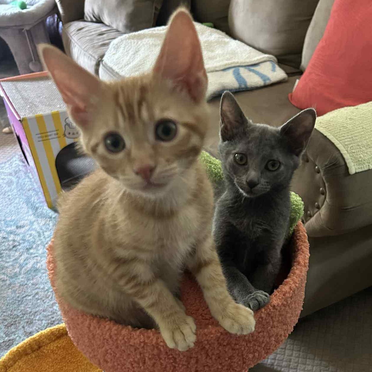 Enlarge Milo, a Adopted mixed breed in Readyville, TN image 3/3