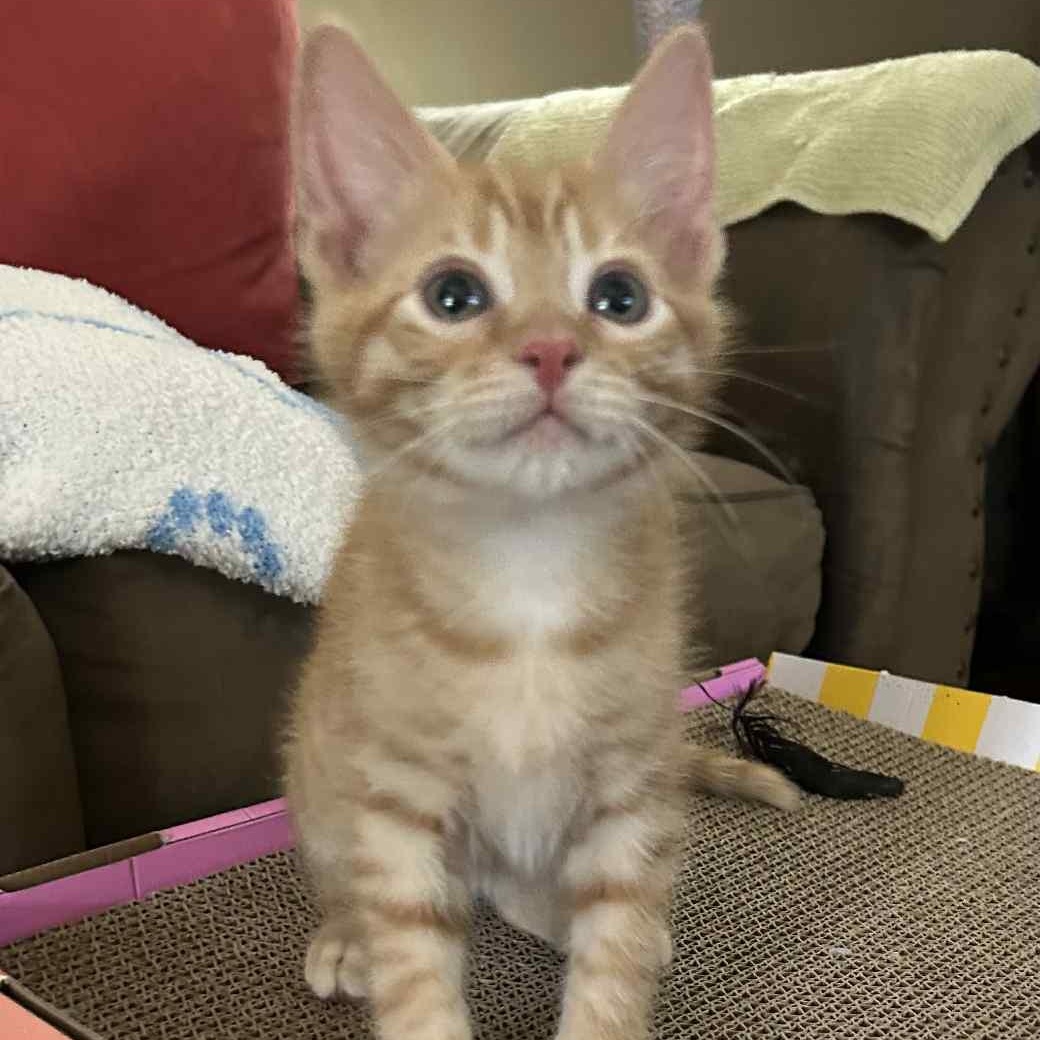 Enlarge Milo, a Adopted mixed breed in Readyville, TN image 2/3