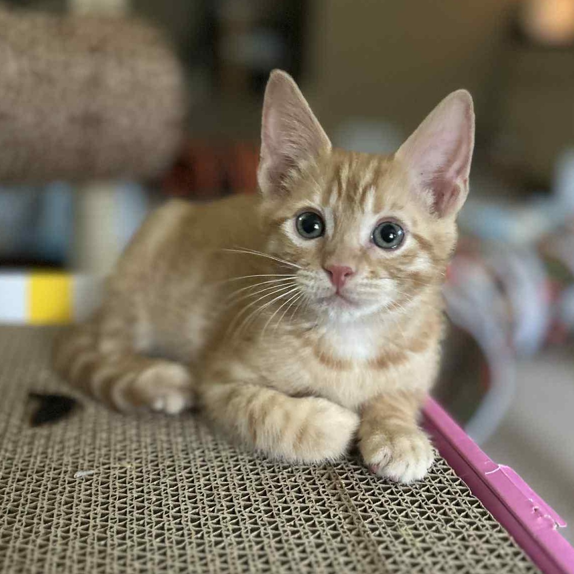 Enlarge Milo, a Adopted mixed breed in Readyville, TN image 1/3