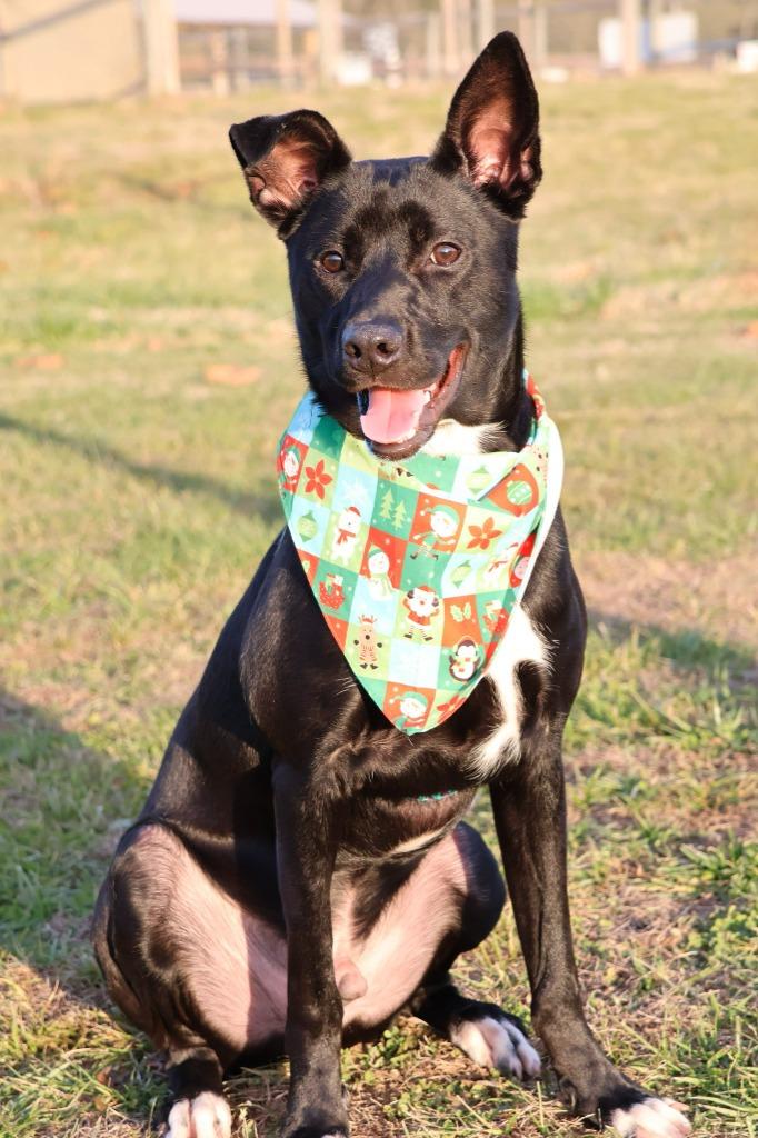 Oreo, Adoptable, Young Male Mixed Breed.