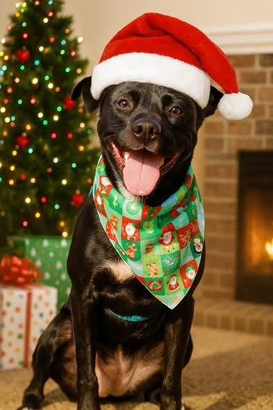 Enlarge Oreo, a Adoptable mixed breed in Columbia, TN image 2/5