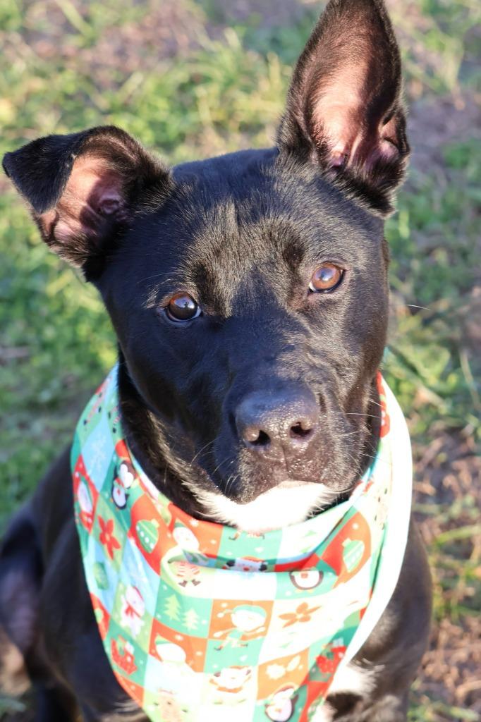 Enlarge Oreo, a Adoptable mixed breed in Columbia, TN image 3/5