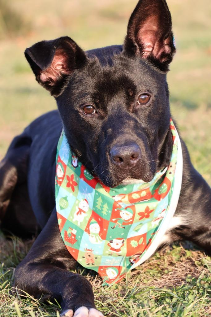 Enlarge Oreo, a Adoptable mixed breed in Columbia, TN image 4/5