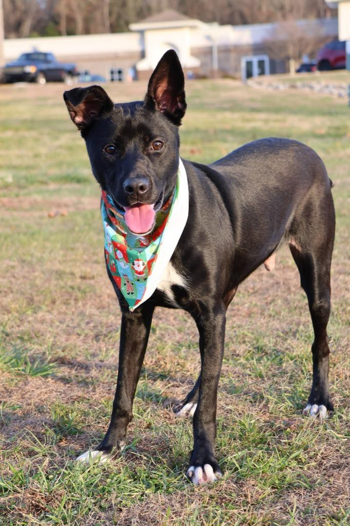 Enlarge Oreo, a Adoptable mixed breed in Columbia, TN image 5/5