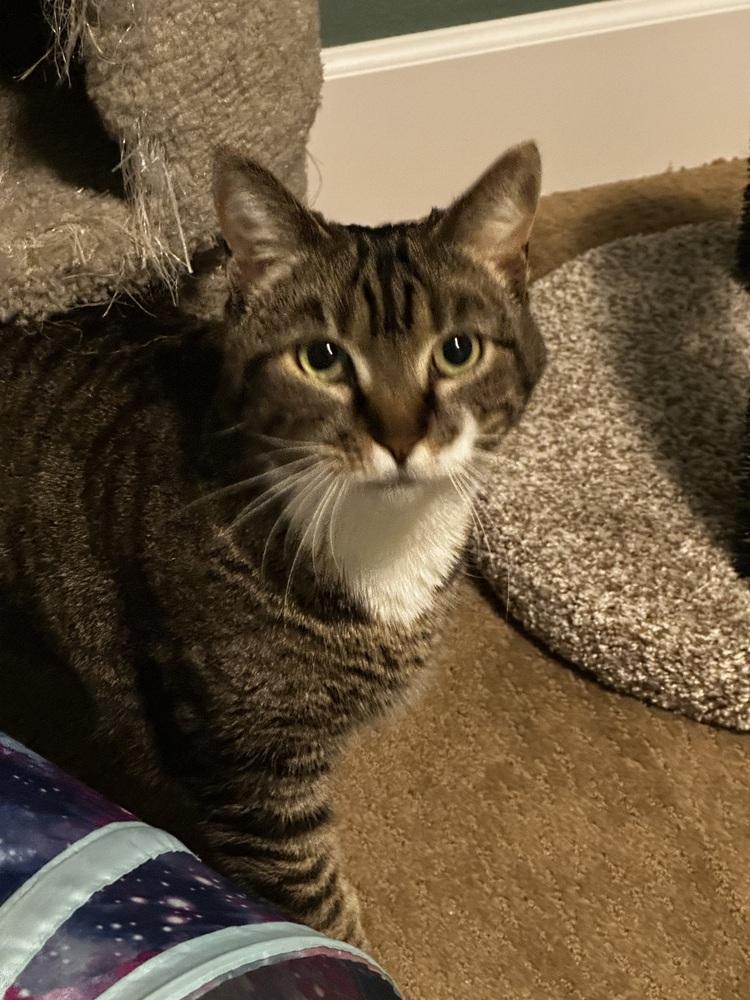 SHAQUANDA, Adoptable, Adult Female Domestic Short Hair.