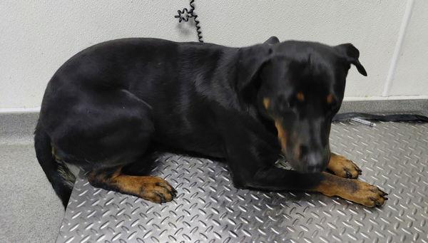 Kaiser, Adoptable, Young Male Rottweiler & Labrador Retriever.