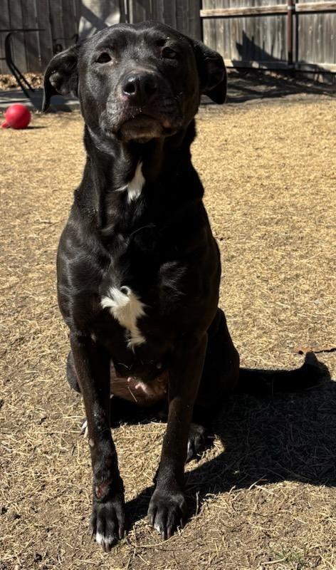 Sage, Adoptable, Adult Female Labrador Retriever.