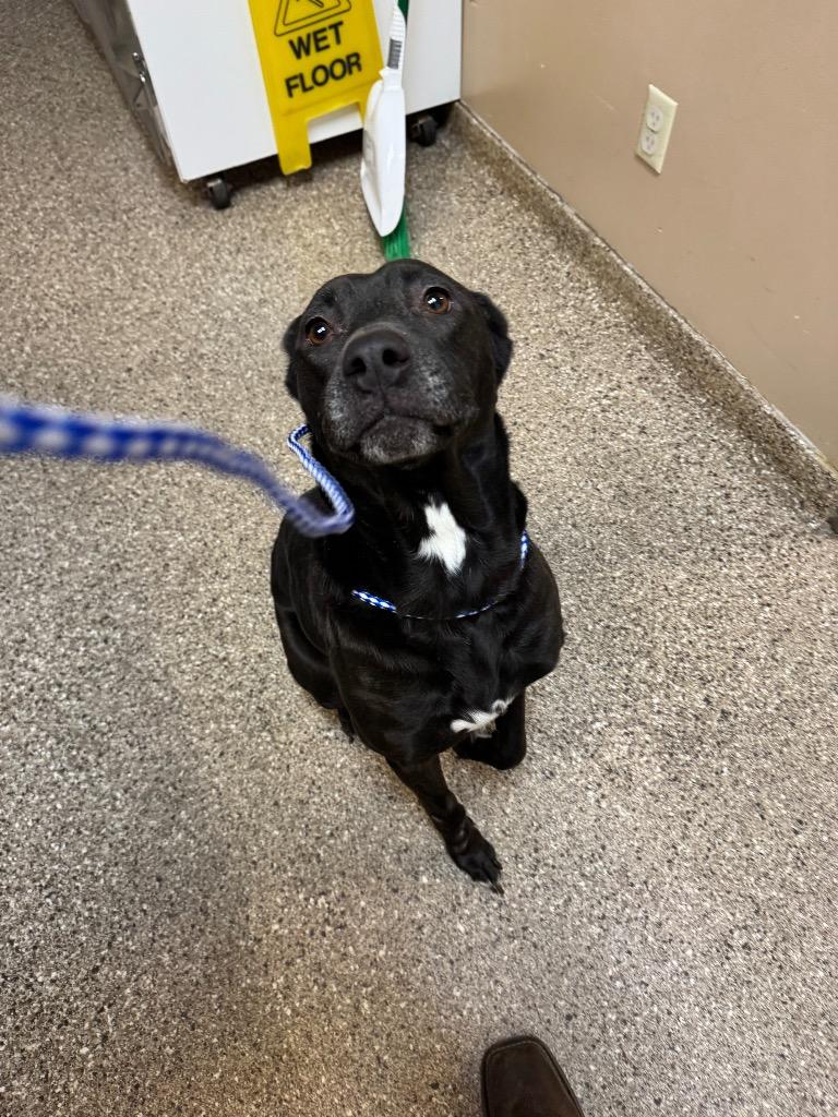 Enlarge Sage, a Adoptable Labrador Retriever in Great Bend, KS image 2/2