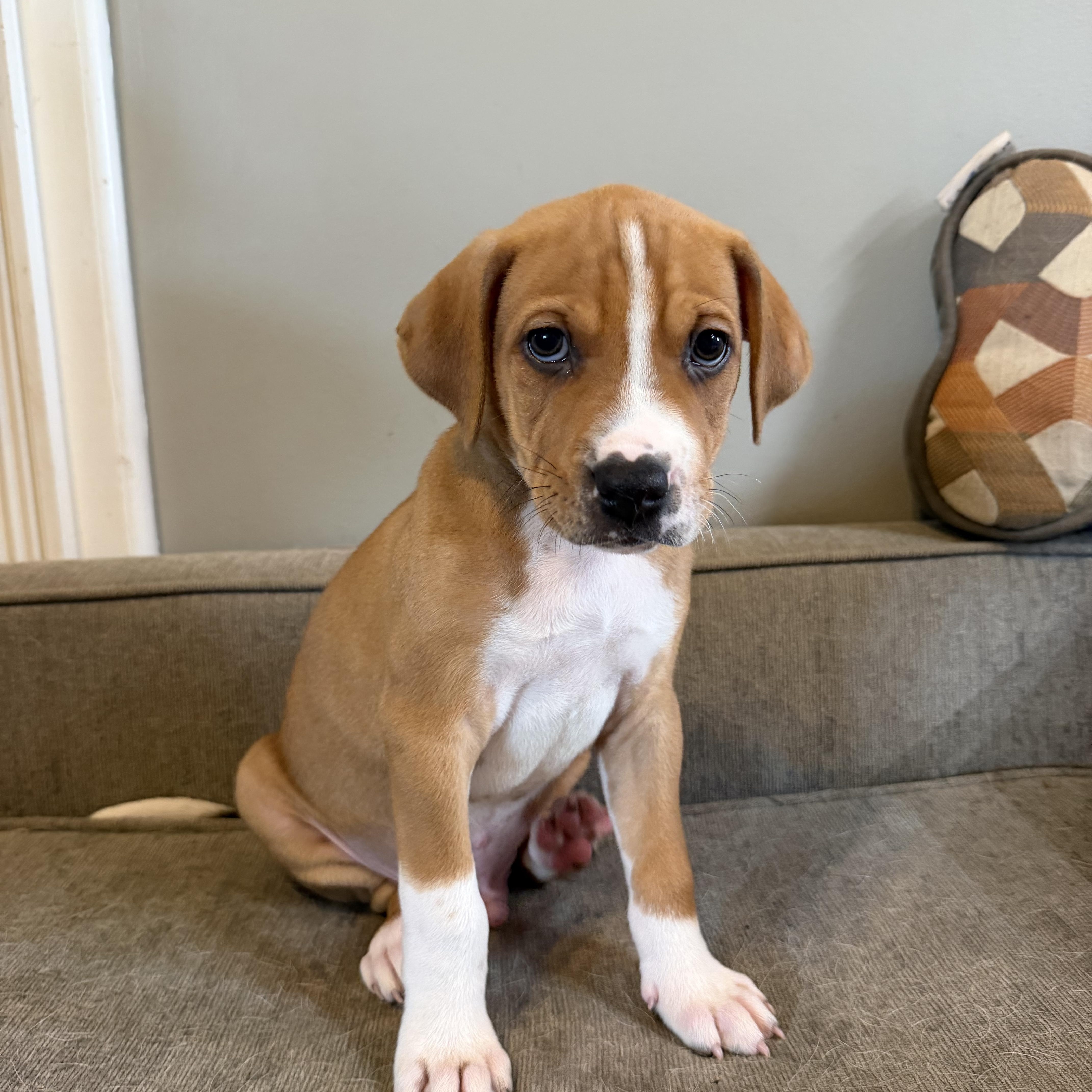 Photo of Brisket
