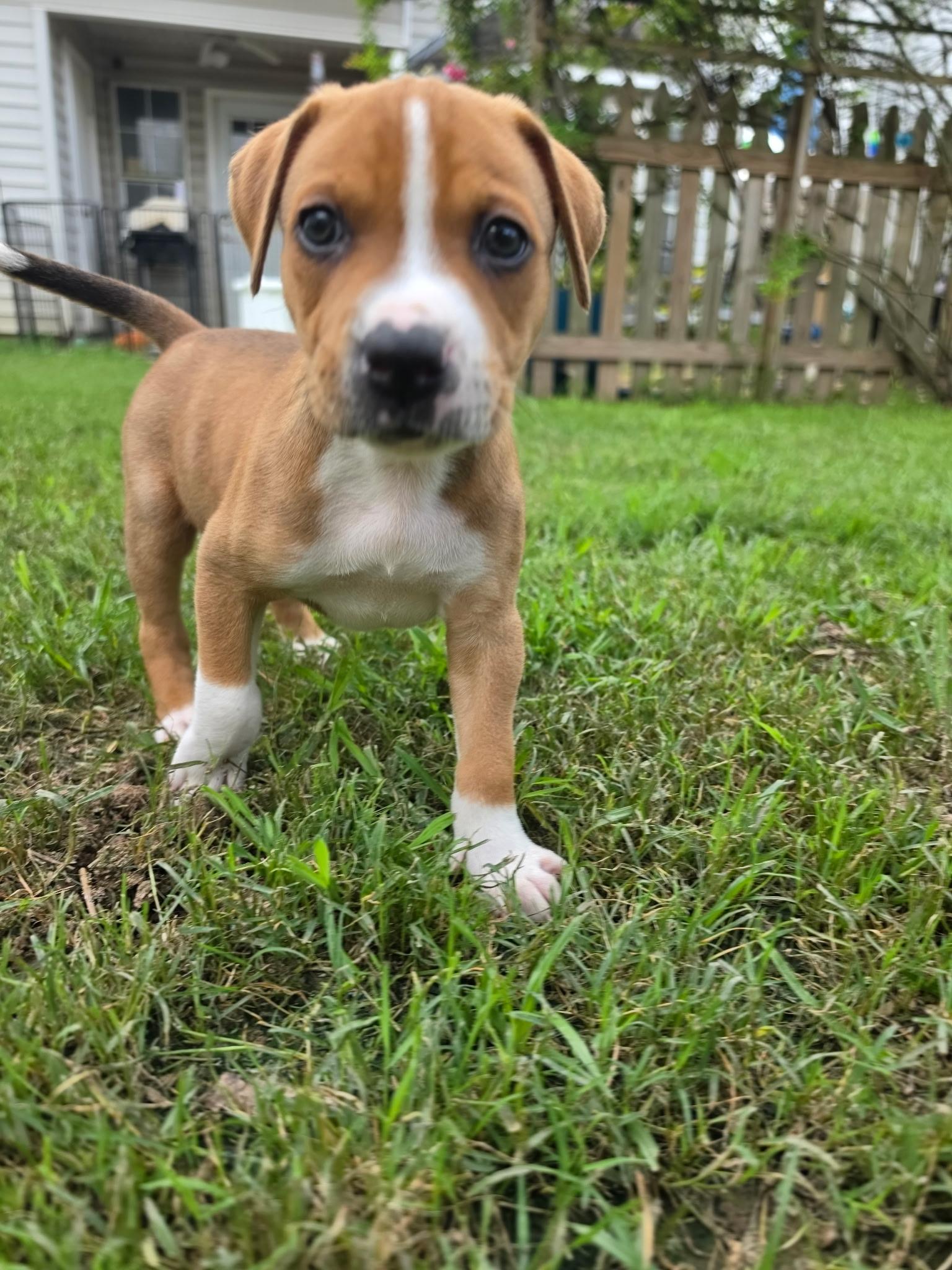 Photo of Brisket