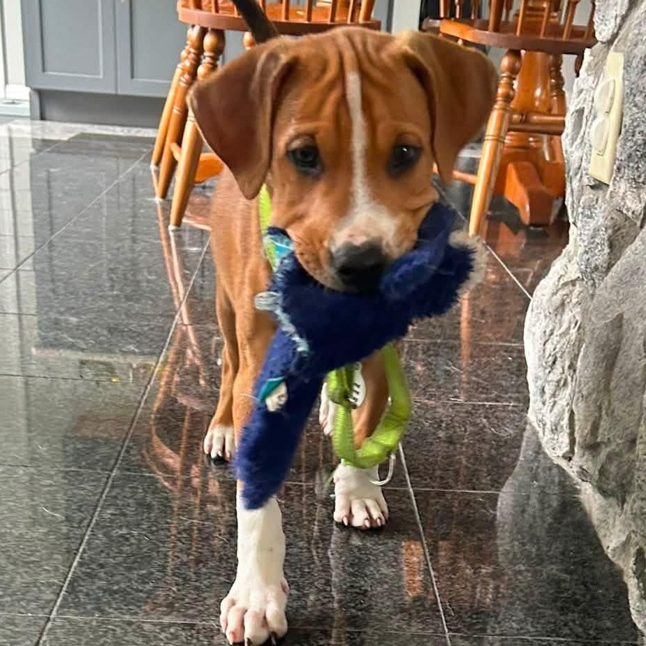 Brisket, a Hound&Pit Bull Terrier Mix Dog available for adoption in Massachusetts