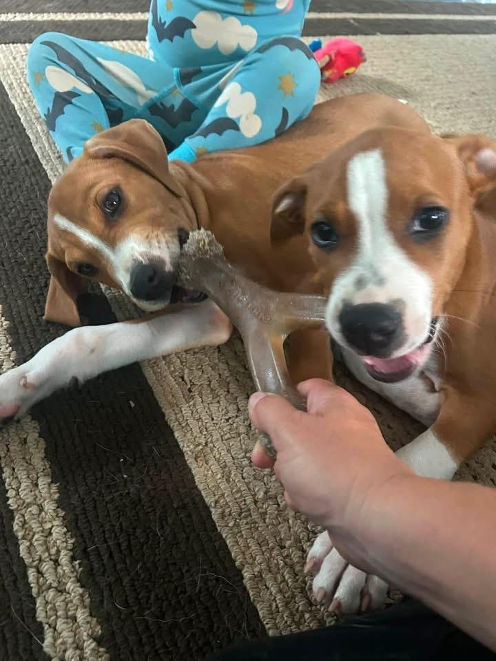 Brisket available for adoption photo 2
