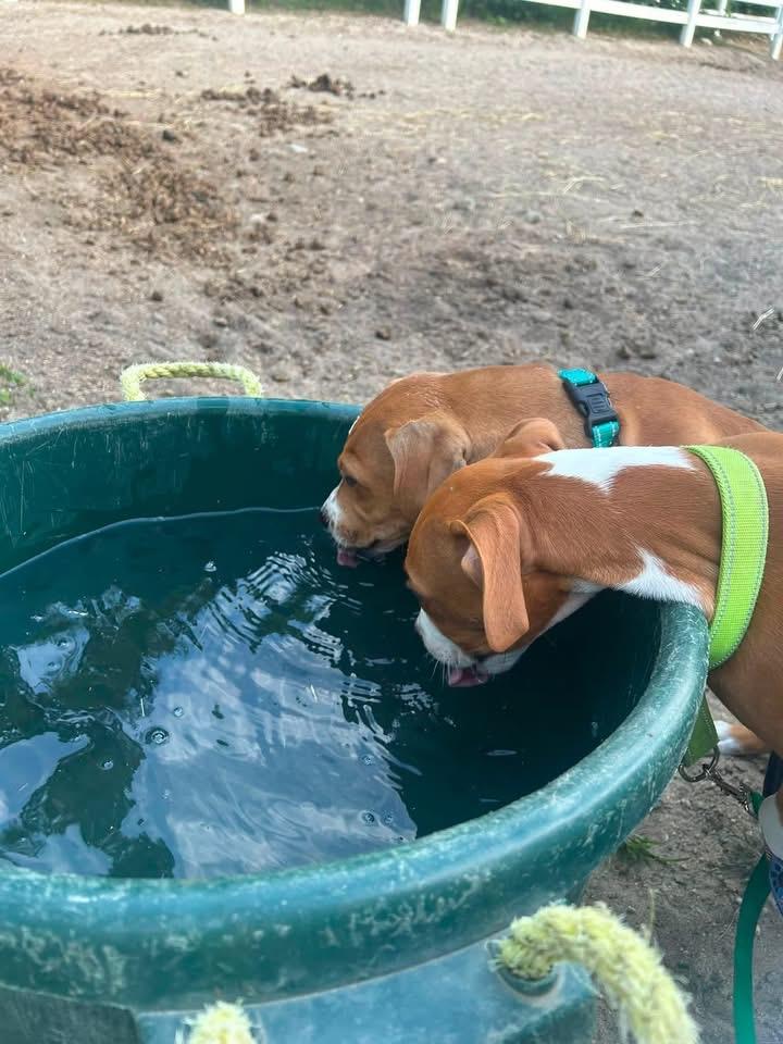 Brisket available for adoption photo 3