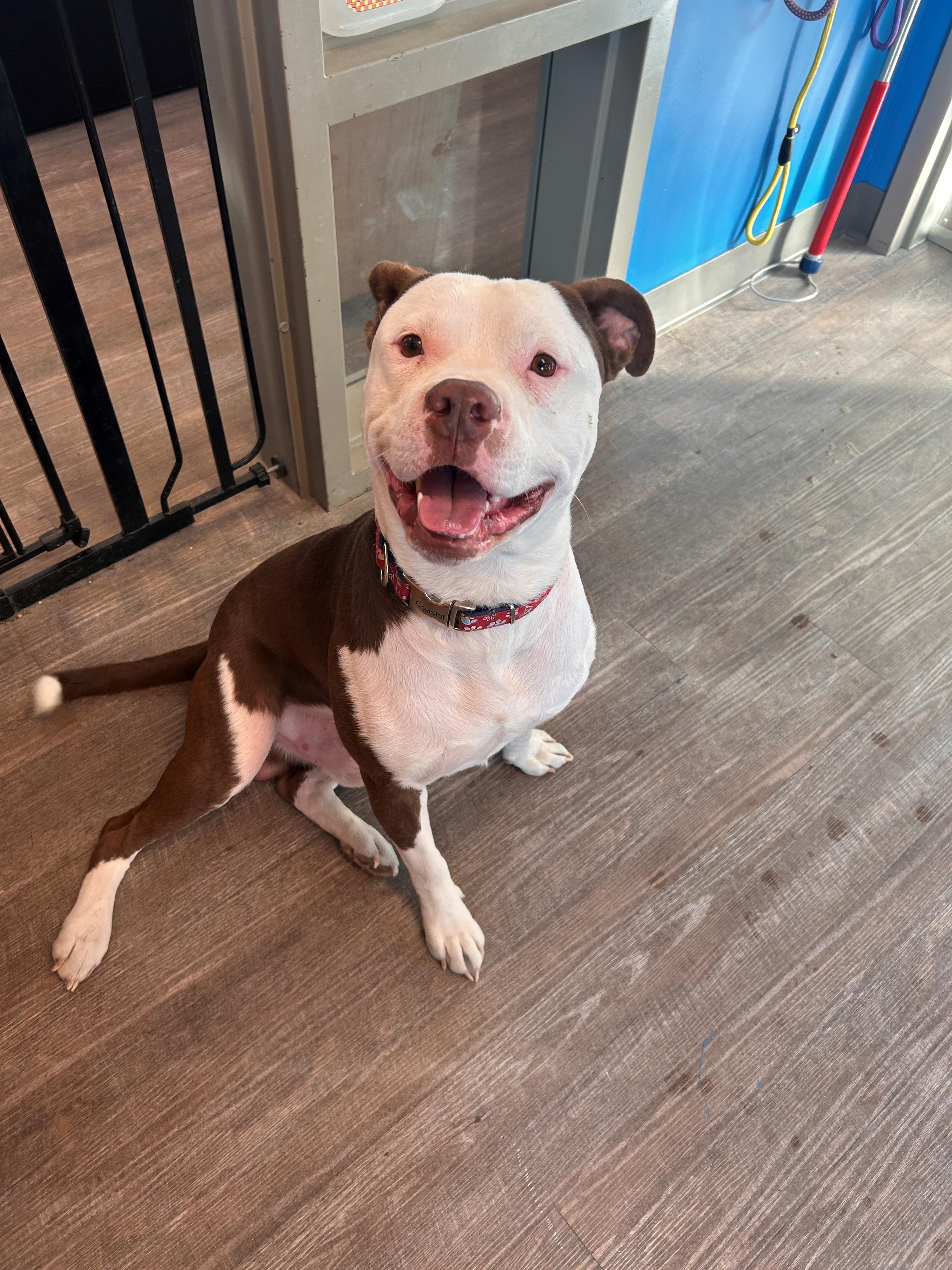 26-0038 " Milo", ADOPTABLE, Adult Male Pit Bull Terrier.