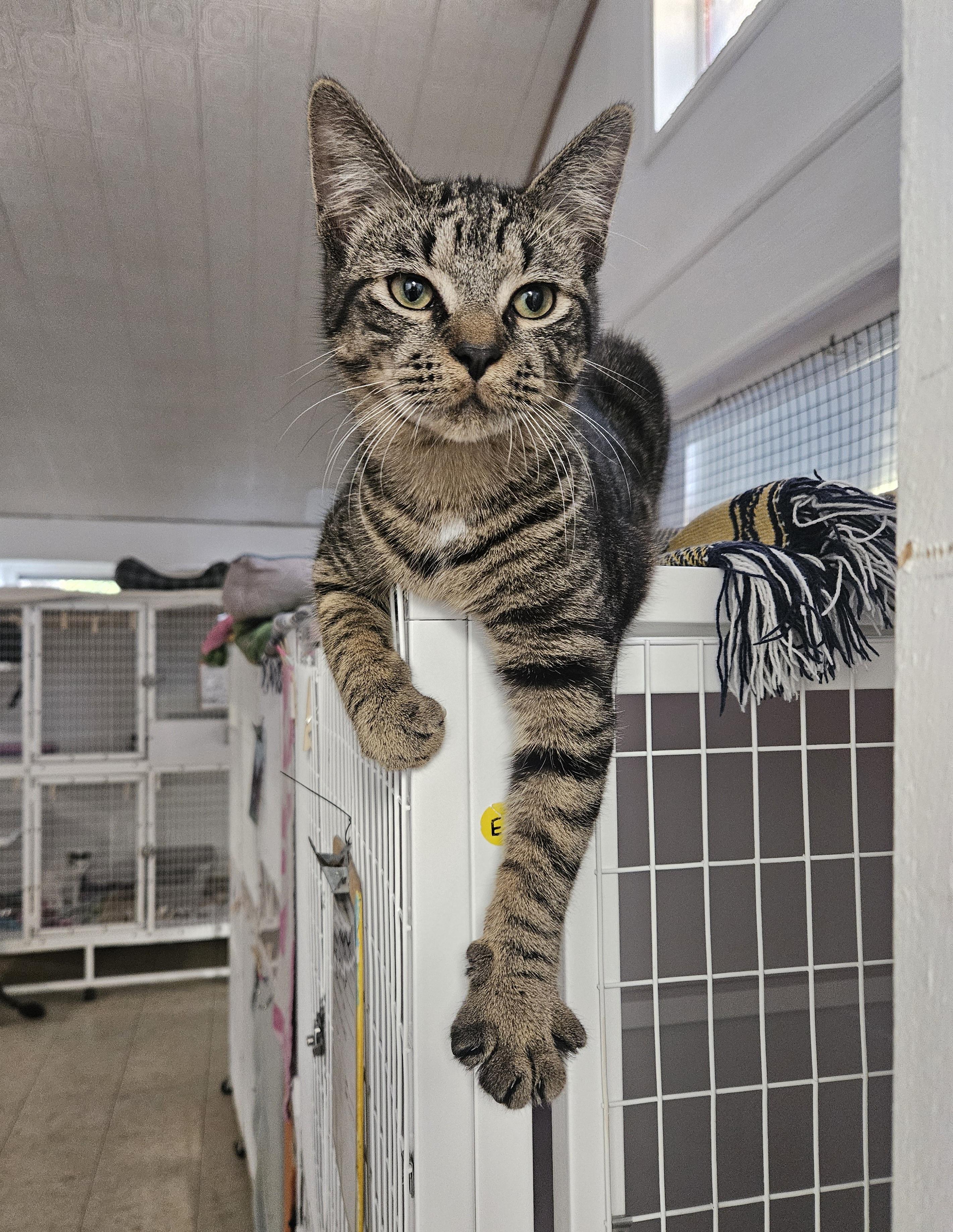 Enlarge Natayum (Stryker's associate), a Adoptable Domestic Short Hair in Melbourne, FL image 1/1