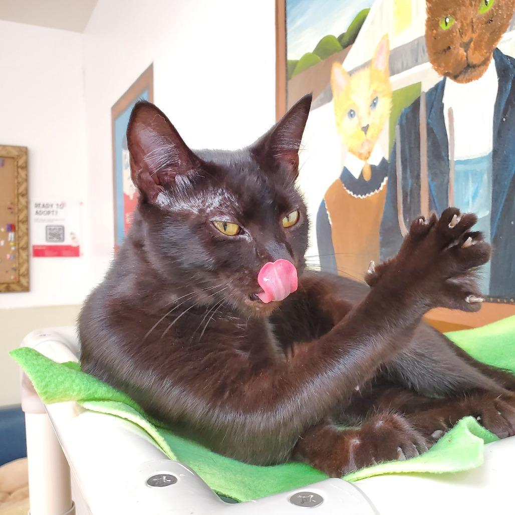 Morticia, Adoptable, Adult Female Domestic Short Hair.