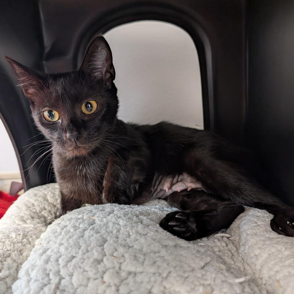 Enlarge Morticia, a Adoptable Domestic Short Hair in Delaware, OH image 2/5