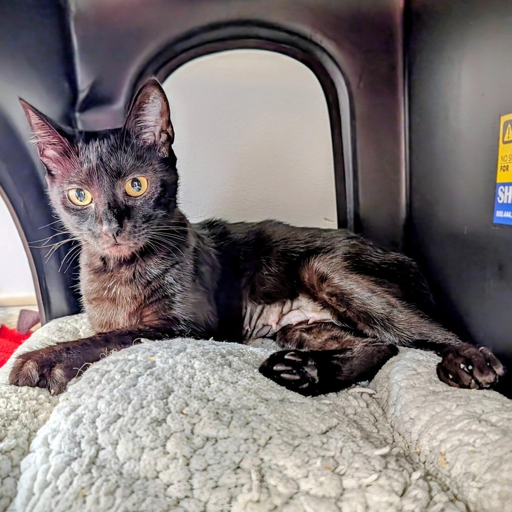 Enlarge Morticia, a Adoptable Domestic Short Hair in Delaware, OH image 3/5