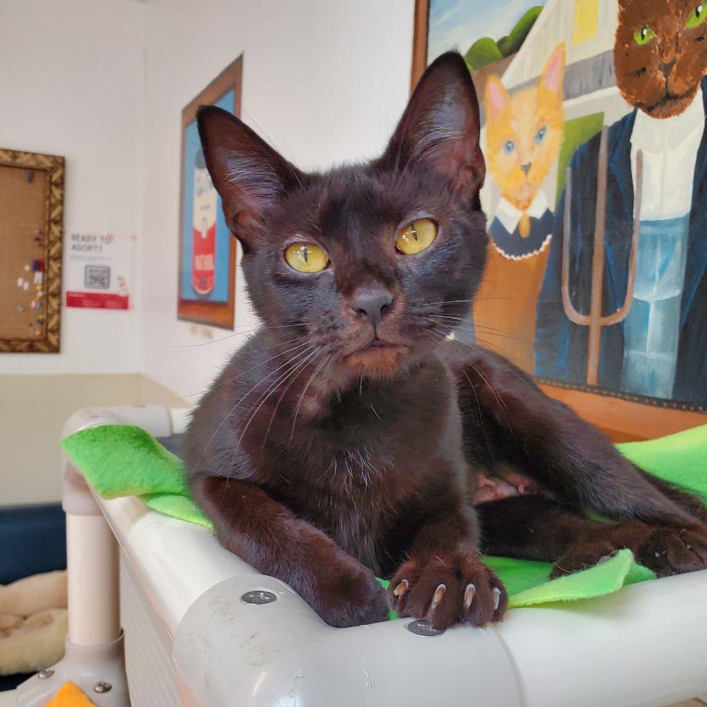 Enlarge Morticia, a Adoptable Domestic Short Hair in Delaware, OH image 4/5