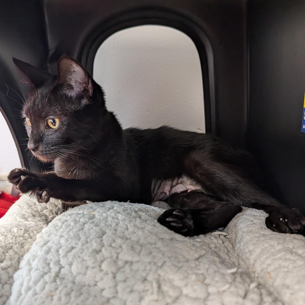 Enlarge Morticia, a Adoptable Domestic Short Hair in Delaware, OH image 5/5
