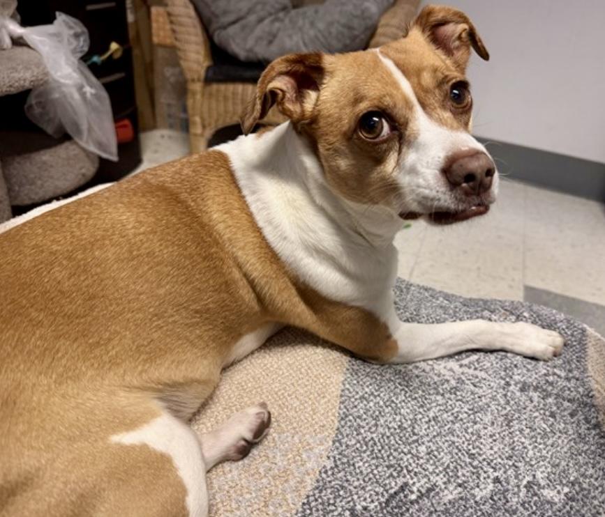 Enlarge Rocky, a Adoptable mixed breed in Salinas, CA image 1/1