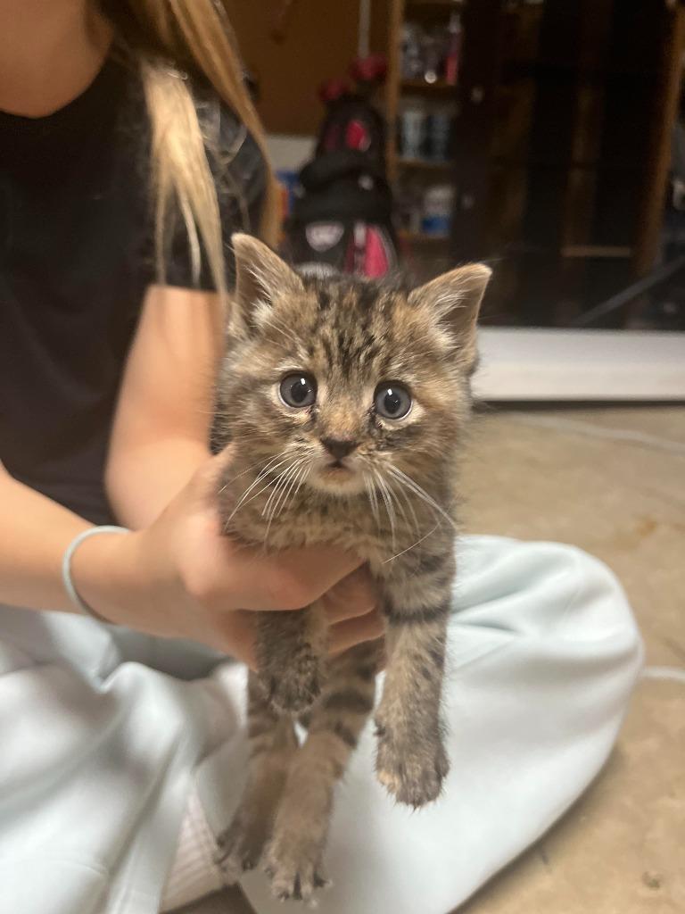 Enlarge Millie, a Adopted mixed breed in Owatonna, MN image 3/3