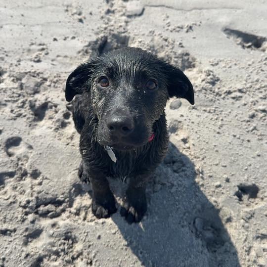 Enlarge Serill *Avail by Appt*, a Adoptable Mixed Breed in Kennebunk, ME image 2/2