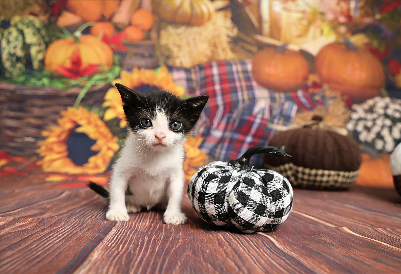 Bic, a Adoptable Tuxedo in Miami, FL image 1/5