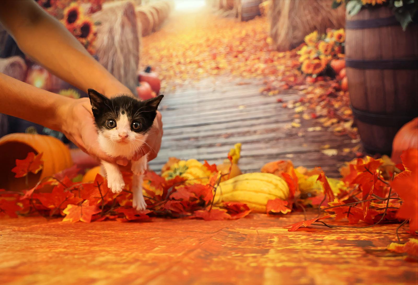 Bic, a Adoptable Tuxedo in Miami, FL image 2/5